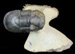 Flying Crotalocephalina & Paralejurus Trilobite Association #57774-1